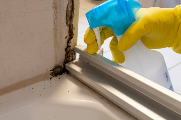 Best Local Mold Removal Service  in Welcome, SC