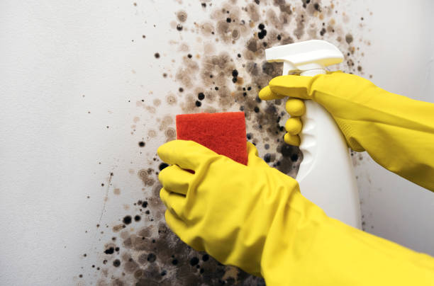 Best Crawl Space Mold Removal  in Welcome, SC