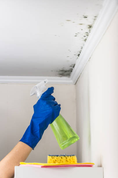 Best Residential Mold Removal  in Welcome, SC